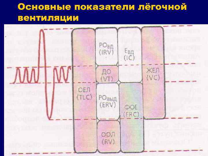 Основные показатели лёгочной вентиляции 