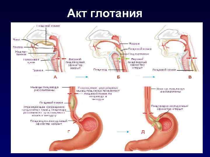 Акт глотания 