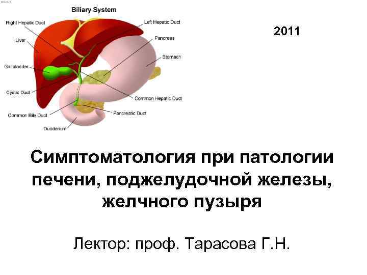 2011 Симптоматология при патологии печени, поджелудочной железы, желчного пузыря Лектор: проф. Тарасова Г. Н.