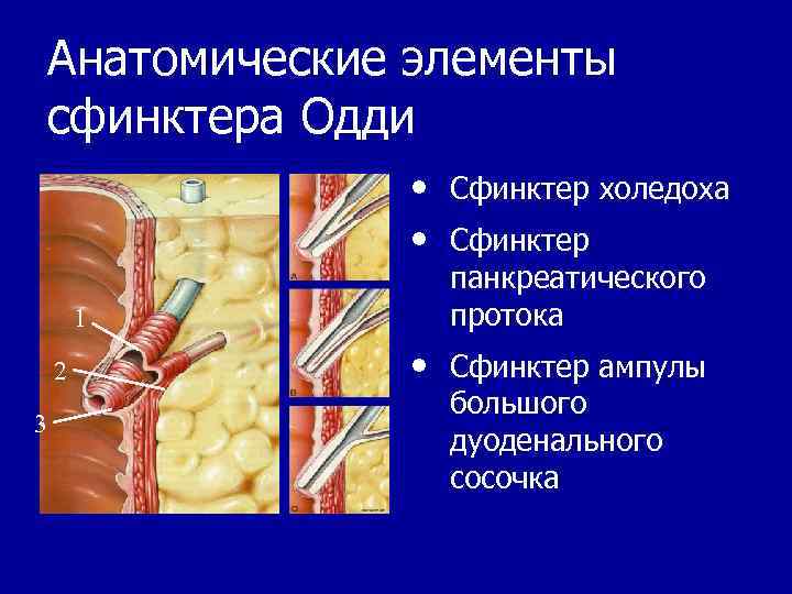 Анатомические элементы сфинктера Одди • Сфинктер холедоха • Сфинктер 1 2 3 панкреатического протока