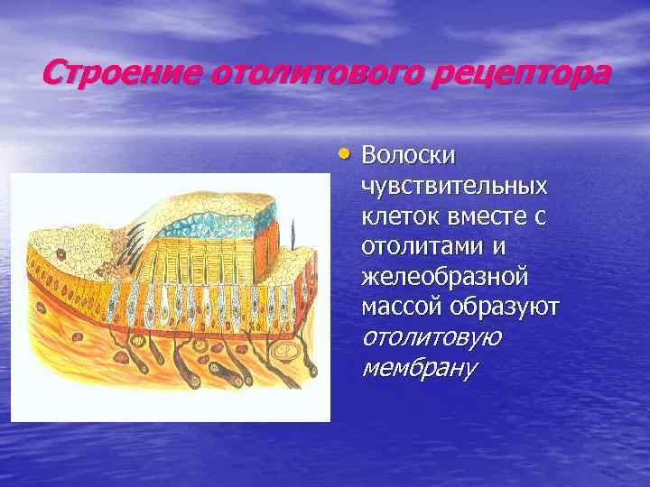 Строение отолитового рецептора • Волоски чувствительных клеток вместе с отолитами и желеобразной массой образуют