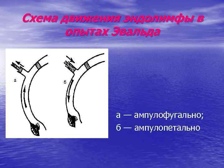 Схема движения эндолимфы в опытах Эвальда а — ампулофугально; б — ампулопетально 