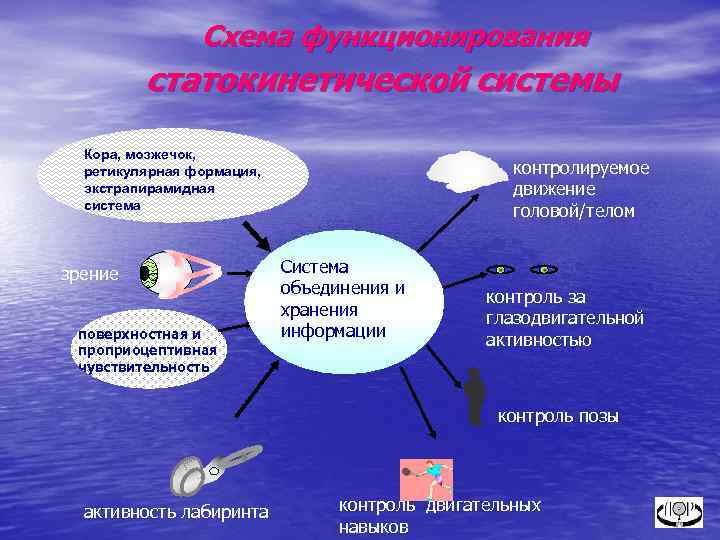 Схема функционирования статокинетической системы Кора, мозжечок, ретикулярная формация, экстрапирамидная система зрение поверхностная и проприоцептивная