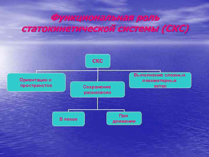 Функциональная роль статокинетической системы (СКС) СКС Ориентация в пространстве Сохранение равновесия В покое Выполнение