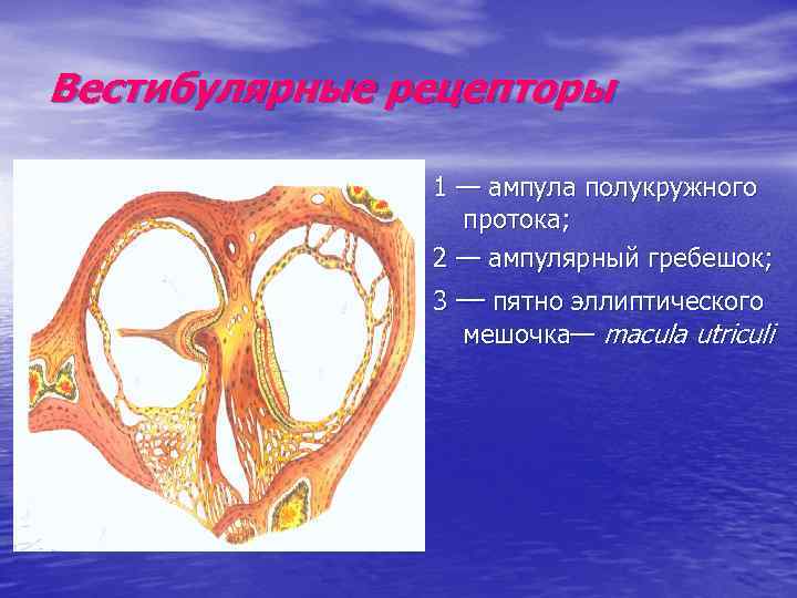 Вестибулярные рецепторы 1 — ампула полукружного протока; 2 — ампулярный гребешок; 3 — пятно