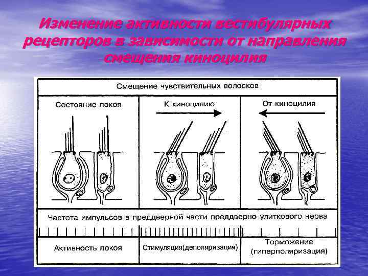 Изменение активности вестибулярных рецепторов в зависимости от направления смещения киноцилия 