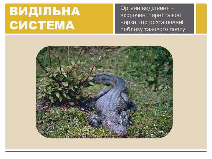 ВИДІЛЬНА СИСТЕМА Органи виділення – вкорочені парні тазові нирки, що розташовані поблизу тазового поясу.