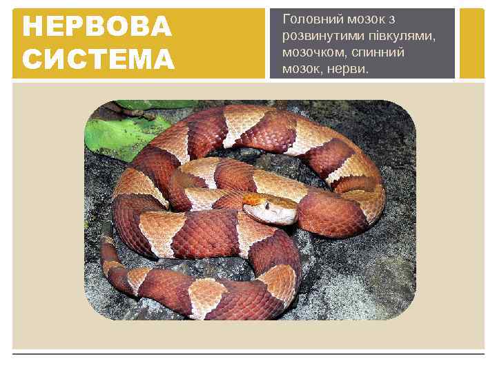 НЕРВОВА СИСТЕМА Головний мозок з розвинутими півкулями, мозочком, спинний мозок, нерви. 