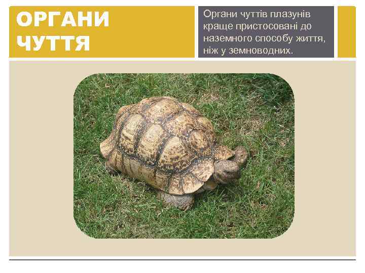 ОРГАНИ ЧУТТЯ Органи чуттів плазунів краще пристосовані до наземного способу життя, ніж у земноводних.