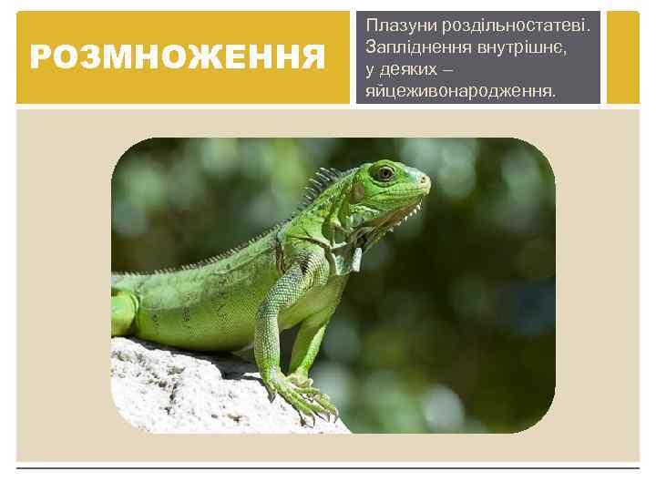 РОЗМНОЖЕННЯ Плазуни роздільностатеві. Запліднення внутрішнє, у деяких – яйцеживонародження. 