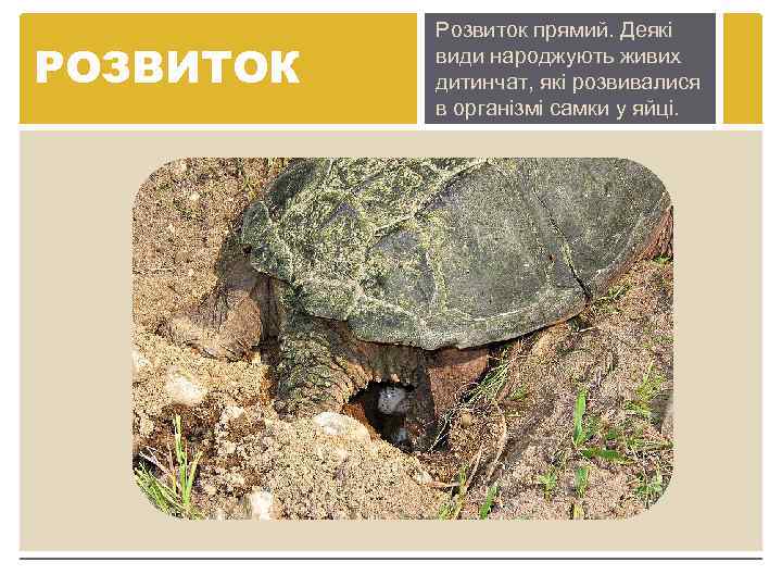 РОЗВИТОК Розвиток прямий. Деякі види народжують живих дитинчат, які розвивалися в організмі самки у
