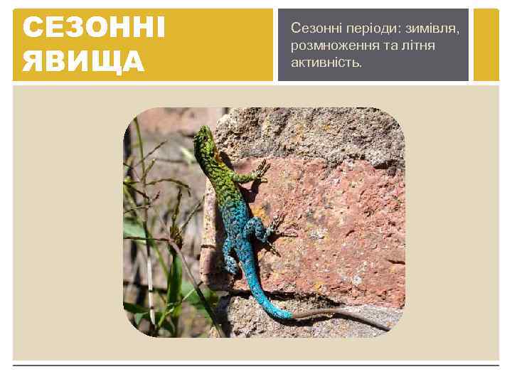 СЕЗОННІ ЯВИЩА Сезонні періоди: зимівля, розмноження та літня активність. 