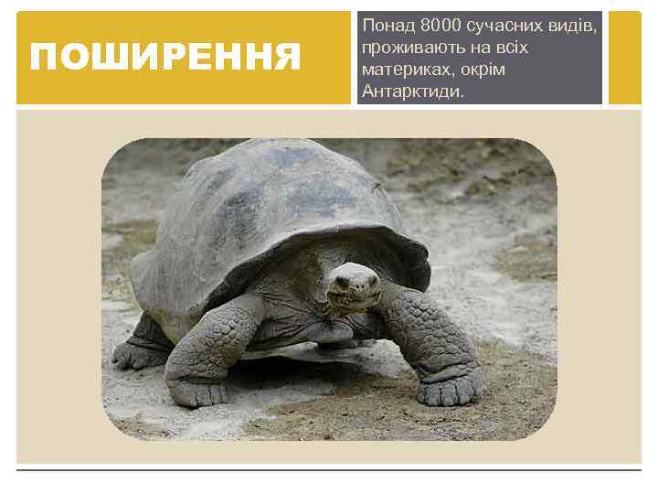 ПОШИРЕННЯ Понад 8000 сучасних видів, проживають на всіх материках, окрім Антарктиди. 
