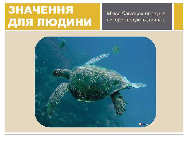 ЗНАЧЕННЯ ДЛЯ ЛЮДИНИ М’ясо багатьох плазунів використовують для їжі. 