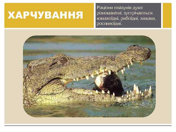 ХАРЧУВАННЯ Раціони плазунів дуже різноманітні; зустрічаються комахоїдні, рибоїдні, хижаки, рослиноїдні. 