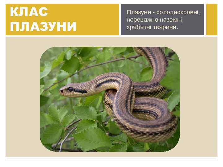КЛАС ПЛАЗУНИ Плазуни - холоднокровні, переважно наземні, хребетні тварини. 