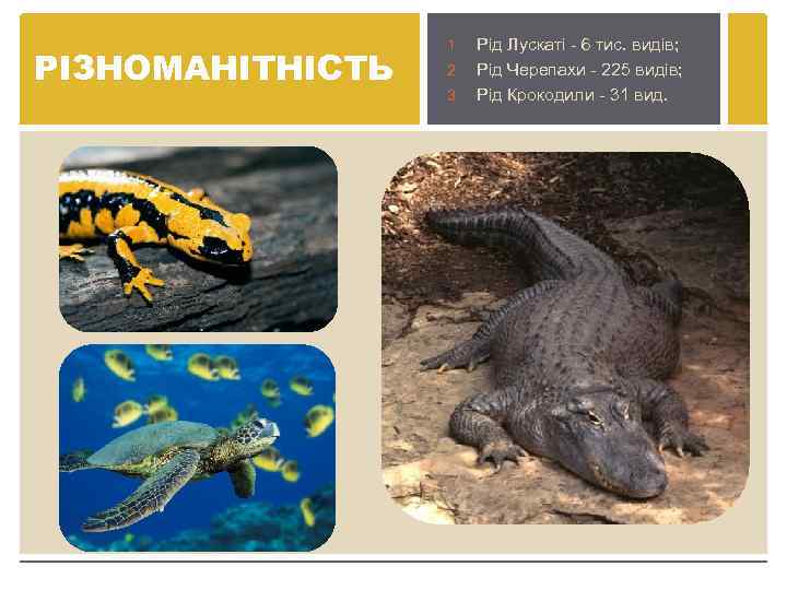 РІЗНОМАНІТНІСТЬ Рід Лускаті - 6 тис. видів; 2. Рід Черепахи - 225 видів; 3.