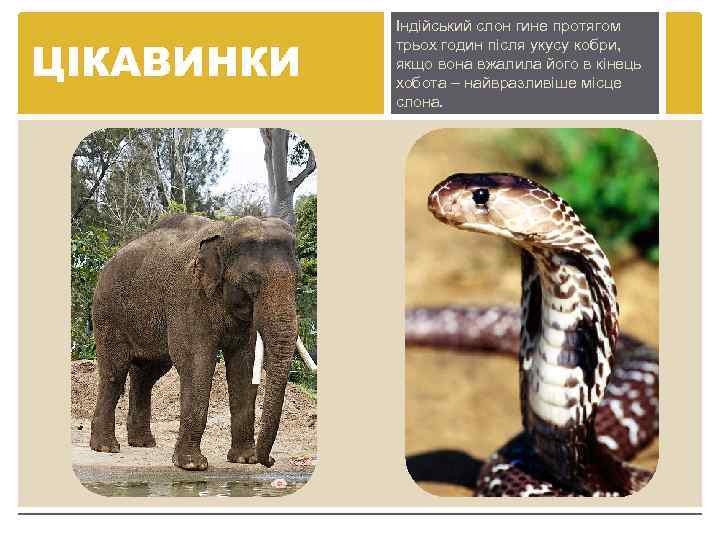 ЦІКАВИНКИ Індійський слон гине протягом трьох годин після укусу кобри, якщо вона вжалила його