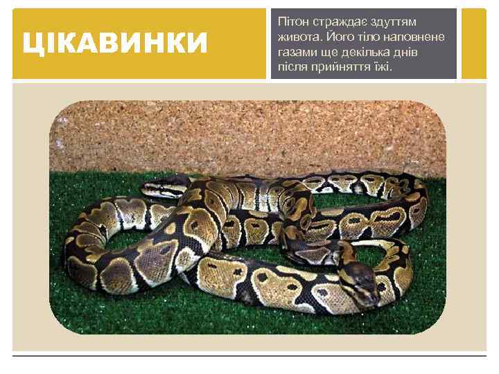 ЦІКАВИНКИ Пітон страждає здуттям живота. Його тіло наповнене газами ще декілька днів після прийняття
