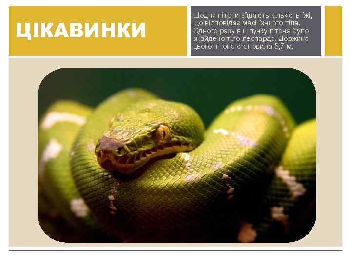 ЦІКАВИНКИ Щодня пітони з’їдають кількість їжі, що відповідає масі їхнього тіла. Одного разу в