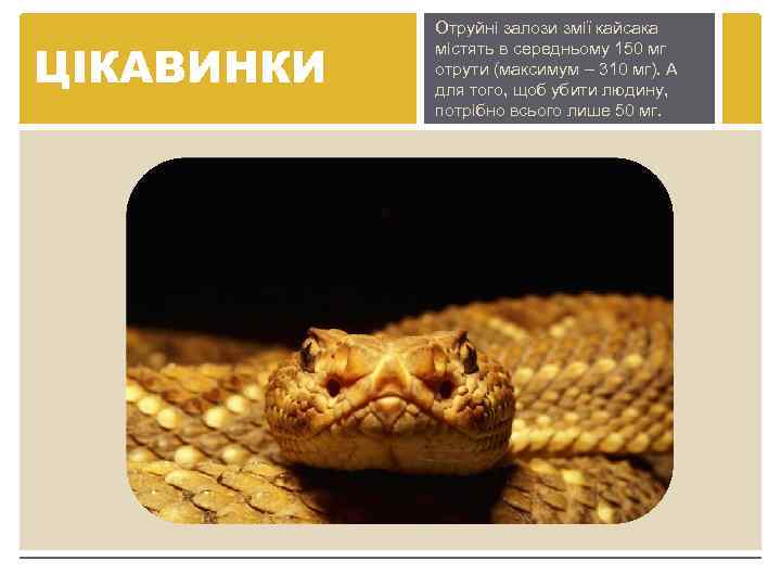 ЦІКАВИНКИ Отруйні залози змії кайсака містять в середньому 150 мг отрути (максимум – 310