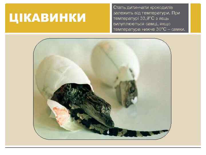 ЦІКАВИНКИ Стать дитинчати крокодилів залежить від температури. При температурі 33, 9°С з яєць вилуплюються