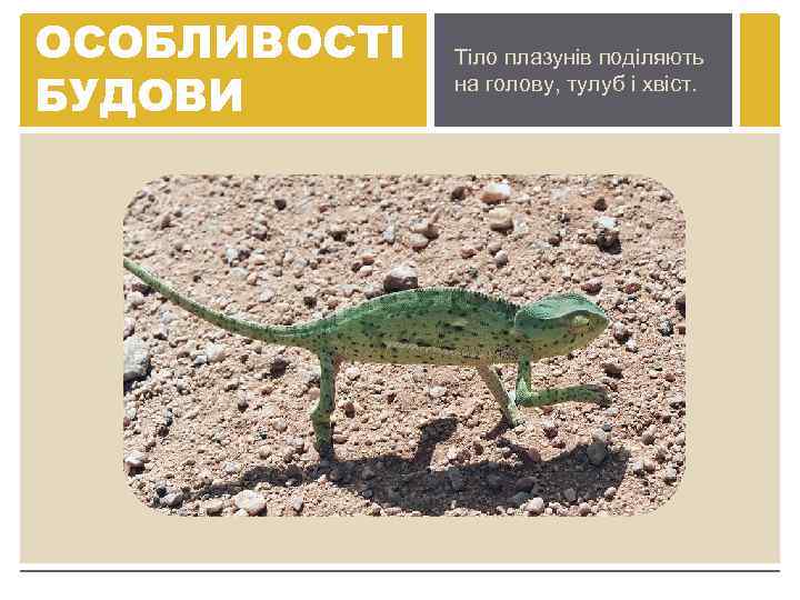 ОСОБЛИВОСТІ БУДОВИ Тіло плазунів поділяють на голову, тулуб і хвіст. 