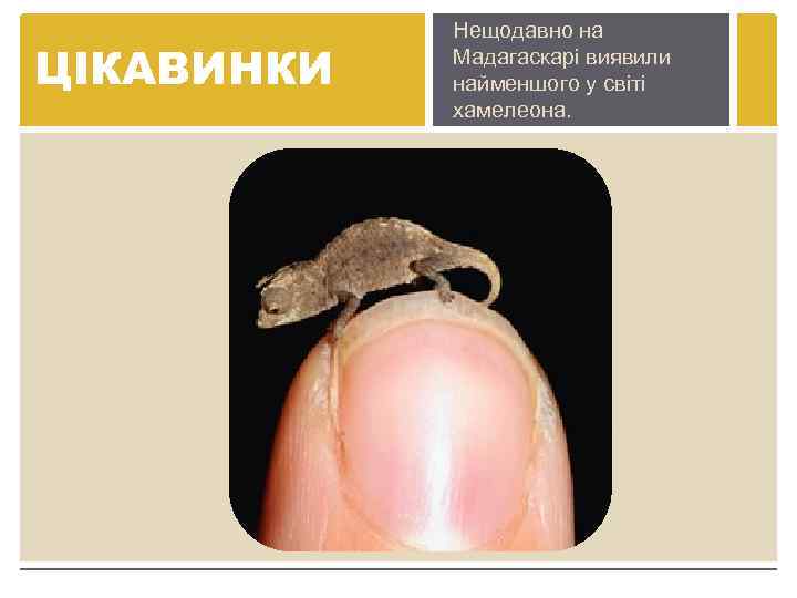 ЦІКАВИНКИ Нещодавно на Мадагаскарі виявили найменшого у світі хамелеона. 