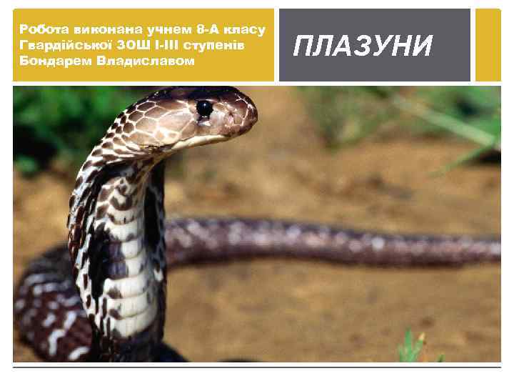 Робота виконана учнем 8 -А класу Гвардійської ЗОШ I-III ступенів Бондарем Владиславом ПЛАЗУНИ 