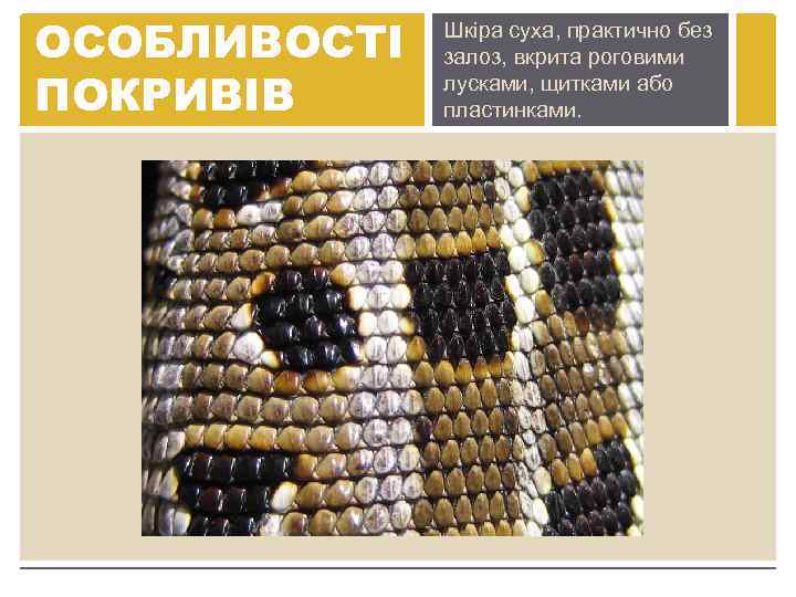 ОСОБЛИВОСТІ ПОКРИВІВ Шкіра суха, практично без залоз, вкрита роговими лусками, щитками або пластинками. 