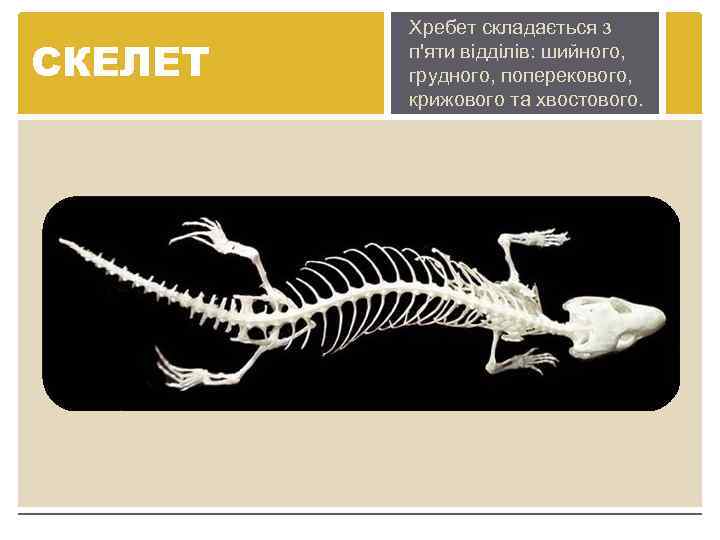 СКЕЛЕТ Хребет складається з п'яти відділів: шийного, грудного, поперекового, крижового та хвостового. 