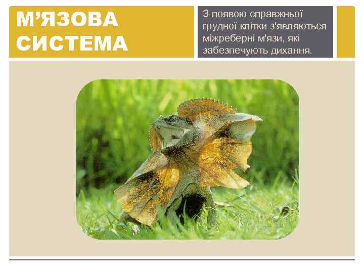 М’ЯЗОВА СИСТЕМА З появою справжньої грудної клітки з'являються міжреберні м'язи, які забезпечують дихання. 
