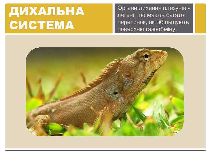 ДИХАЛЬНА СИСТЕМА Органи дихання плазунів легені, що мають багато перетинок, які збільшують поверхню газообміну.