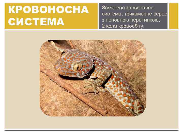 КРОВОНОСНА СИСТЕМА Замкнена кровоносна система, трикамерне серце з неповною перетинкою, 2 кола кровообігу. 