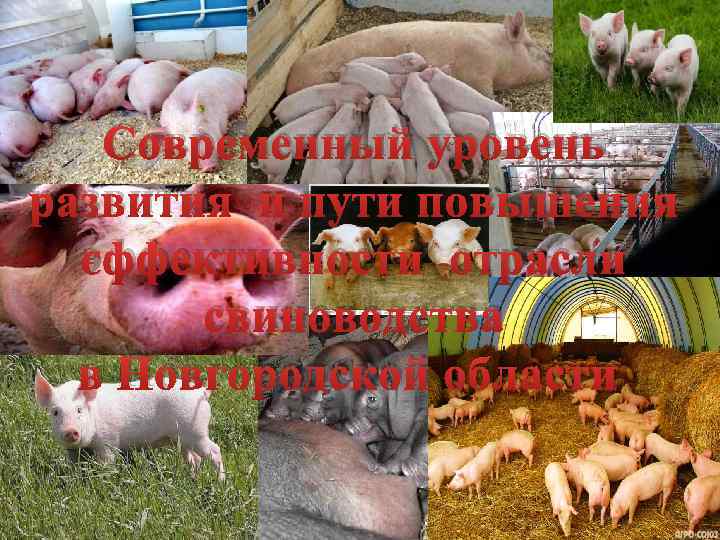 Современный уровень развития и пути повышения эффективности отрасли свиноводства в Новгородской области 