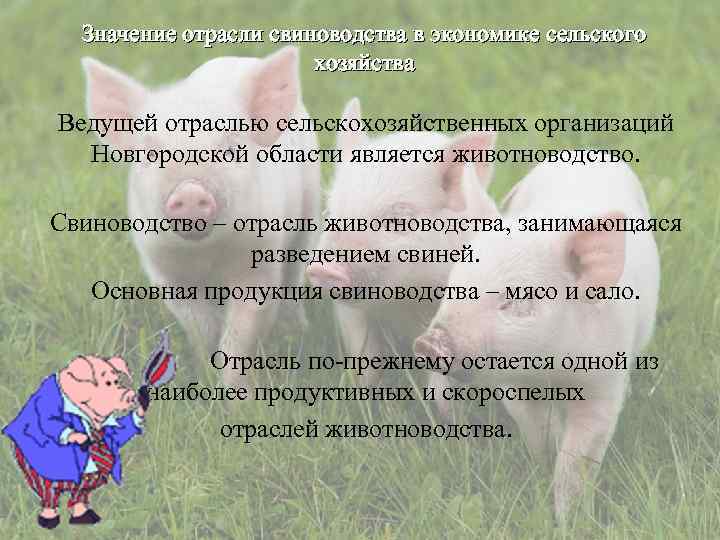 Значение отрасли свиноводства в экономике сельского хозяйства Ведущей отраслью сельскохозяйственных организаций Новгородской области является
