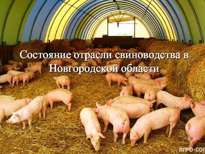 Состояние отрасли свиноводства в Новгородской области 