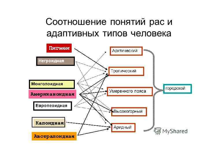 Перечислите виды людей