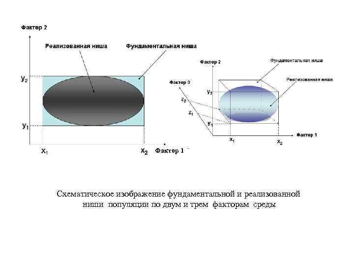 Фактор 1 Схематическое изображение фундаментальной и реализованной ниши популяции по двум и трем факторам