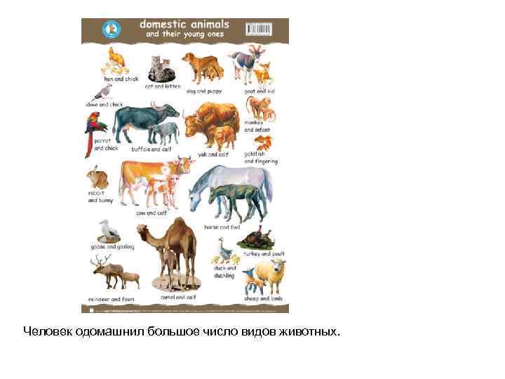 Человек одомашнил большое число видов животных. 