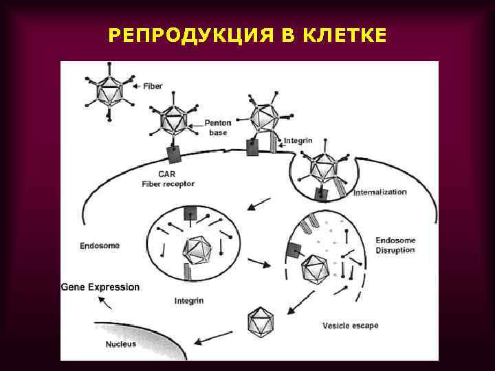 РЕПРОДУКЦИЯ В КЛЕТКЕ 