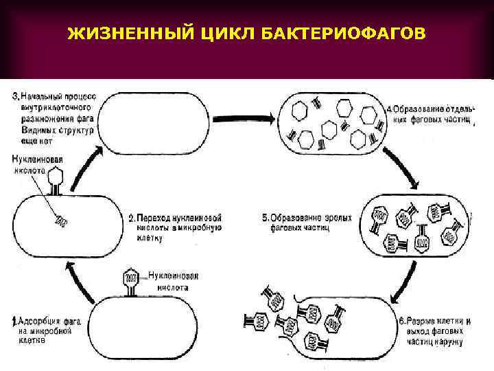 Цикл бактерии. Жизненный цикл вируса схема. Жизненный цикл вируса состоит из 6 стадий. Литический цикл бактериофага. Жизненный цикл литического бактериофага.