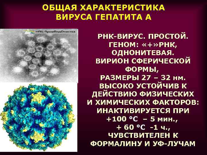 Вирусы вызывающие гепатит. Общая характеристика вирусов. РНК вирусы. РНК вируса гепатита с. Общая характеристика вирусов гепатита.