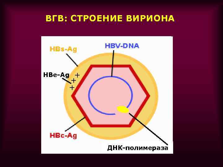 ВГВ: СТРОЕНИЕ ВИРИОНА + + + HBe-Ag ДНК-полимераза 