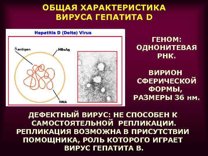 Дайте общую характеристику вирусов. Морфология вируса гепатита d. Характеристика вируса гепатита д. Характеристика вирусов гепатитов. Вирус гепатита d микробиология.