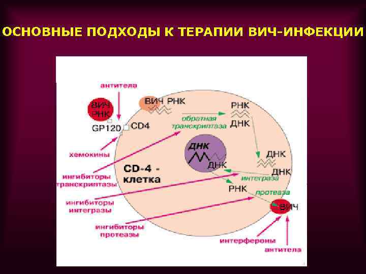 Человек на терапии вич. Схема репродукции вируса иммунодефицита человека. Репродукция ВИЧ. Этапы репродукции ВИЧ. Особенности репродукции ВИЧ.