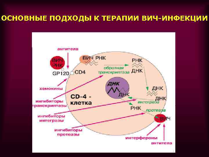 Схема репродукции вируса иммунодефицита человека вич - 92 фото