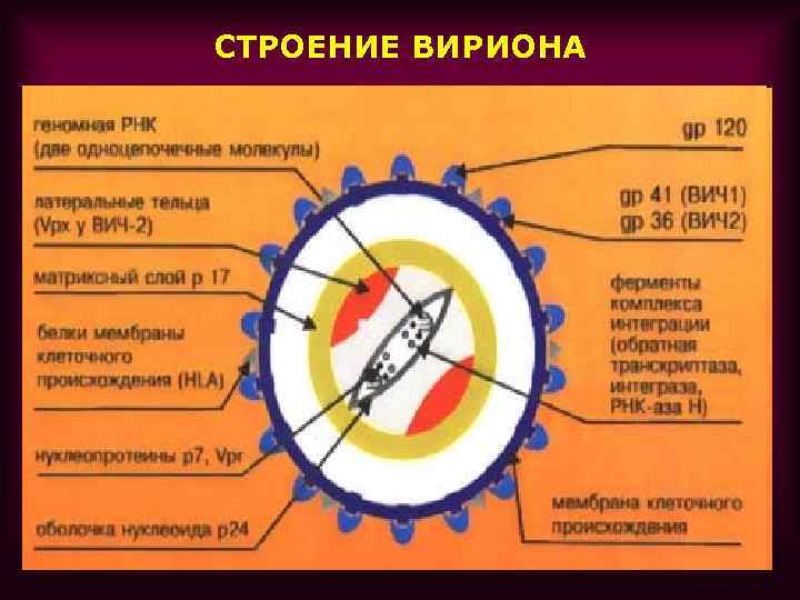 СТРОЕНИЕ ВИРИОНА 