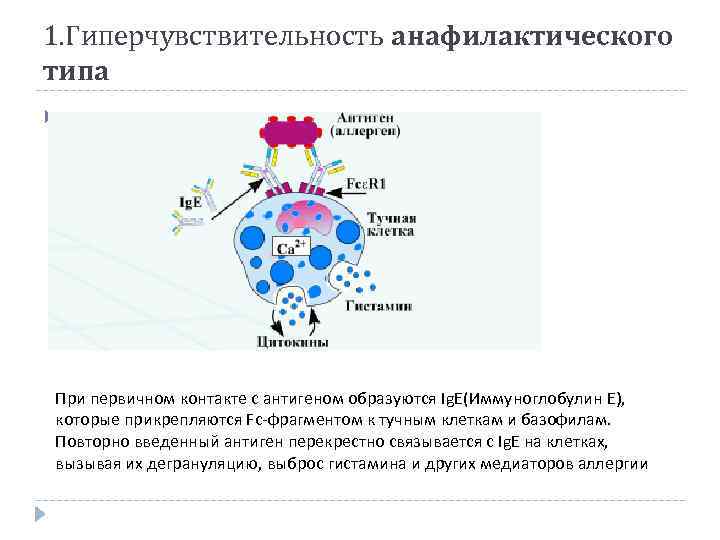 1. Гиперчувствительность анафилактического типа . При первичном контакте с антигеном образуются Ig. E(Иммуноглобулин Е),