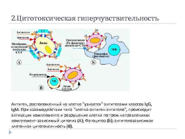 2. Цитотоксическая гиперчувствительность Антиген, расположенный на клетке "узнается" антителами классов Ig. G, Ig. M.
